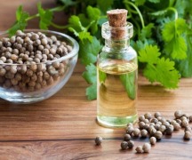 Coriander oil