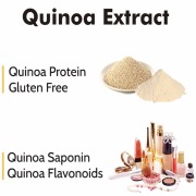 Quinoa Powder Quinoa Protein