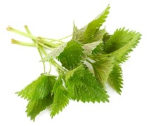 Nettle extract