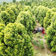 Clove Leaf Oil Rectified 85%