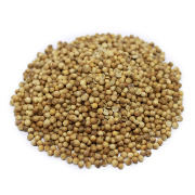 Coriander