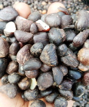 Palm kernels nuts