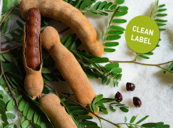 TAMARIND | SOFT EXTRACT | CLEAN LABEL