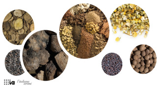 BOTANICALS, WE HAVE BEEN PROCESSING THEM SINCE 1890!