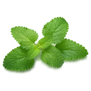 Lemon Balm