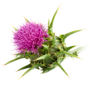Milk Thistle