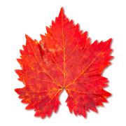 Red Vine Leaf