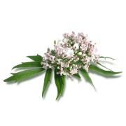 Valerian