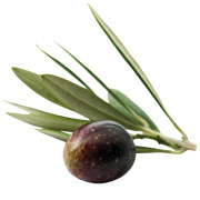 Olive fruit