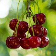 CherryCraft(R) - European Tart Cherry Extract