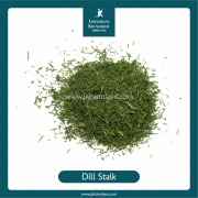 Dill stalk (Anethum Graveolens)