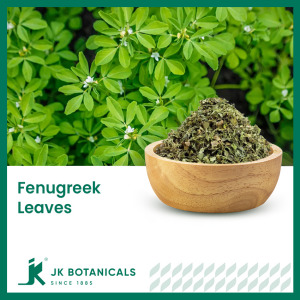 Fenugreek Leaves (Trigonella Foenum Graecum)
