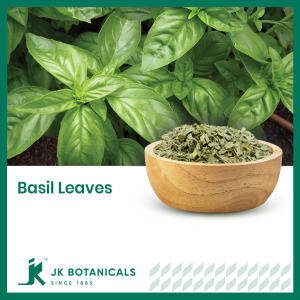 Basil Leaves (Ocimum Basilicum)