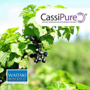 Cassipure - Anthocyanin Rich Blackcurrant Extract