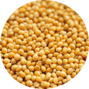 Yellow Millet food grade
