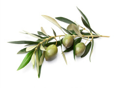 Olive extracts