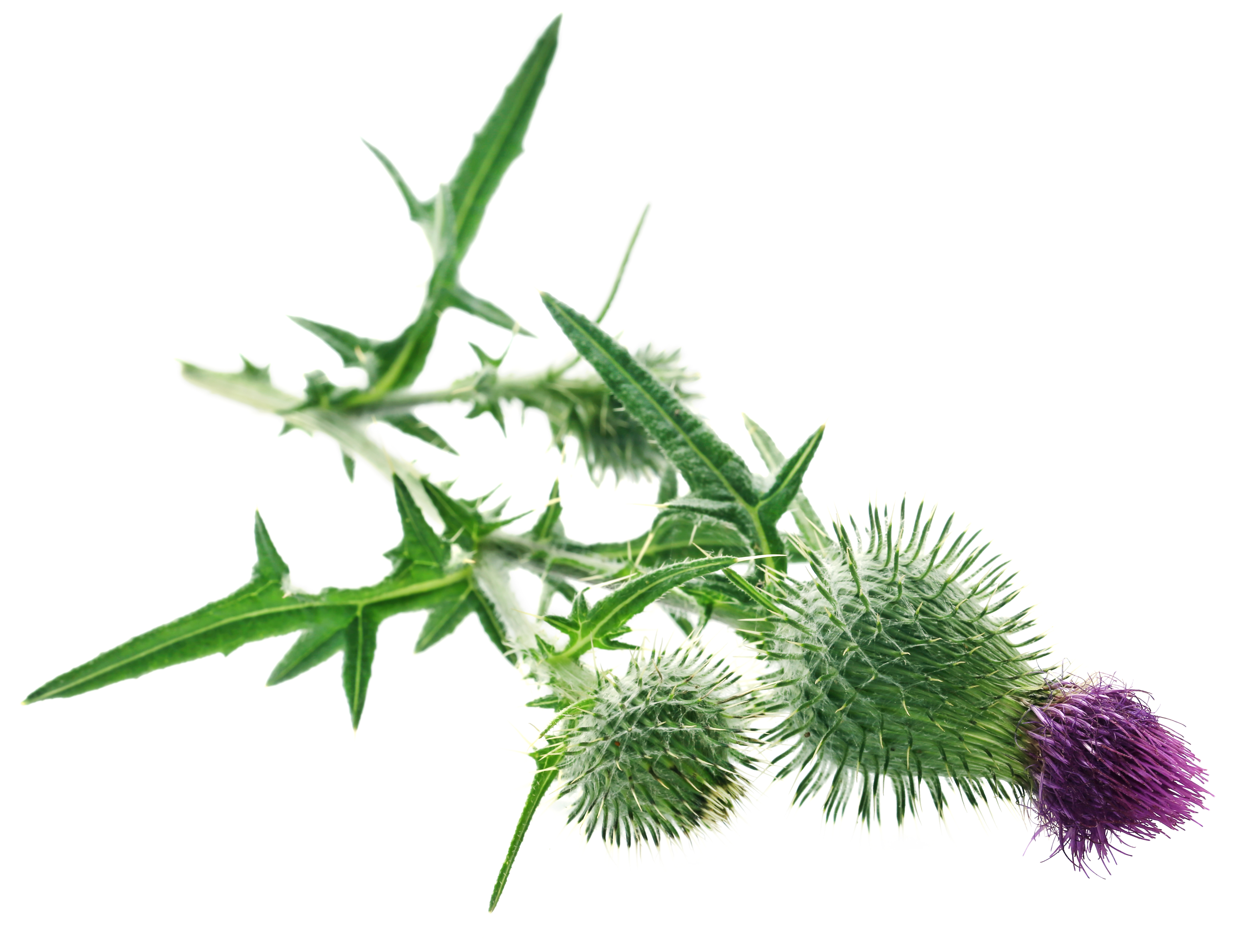 Milk Thistle Extract (Silybum marianum. (L.)