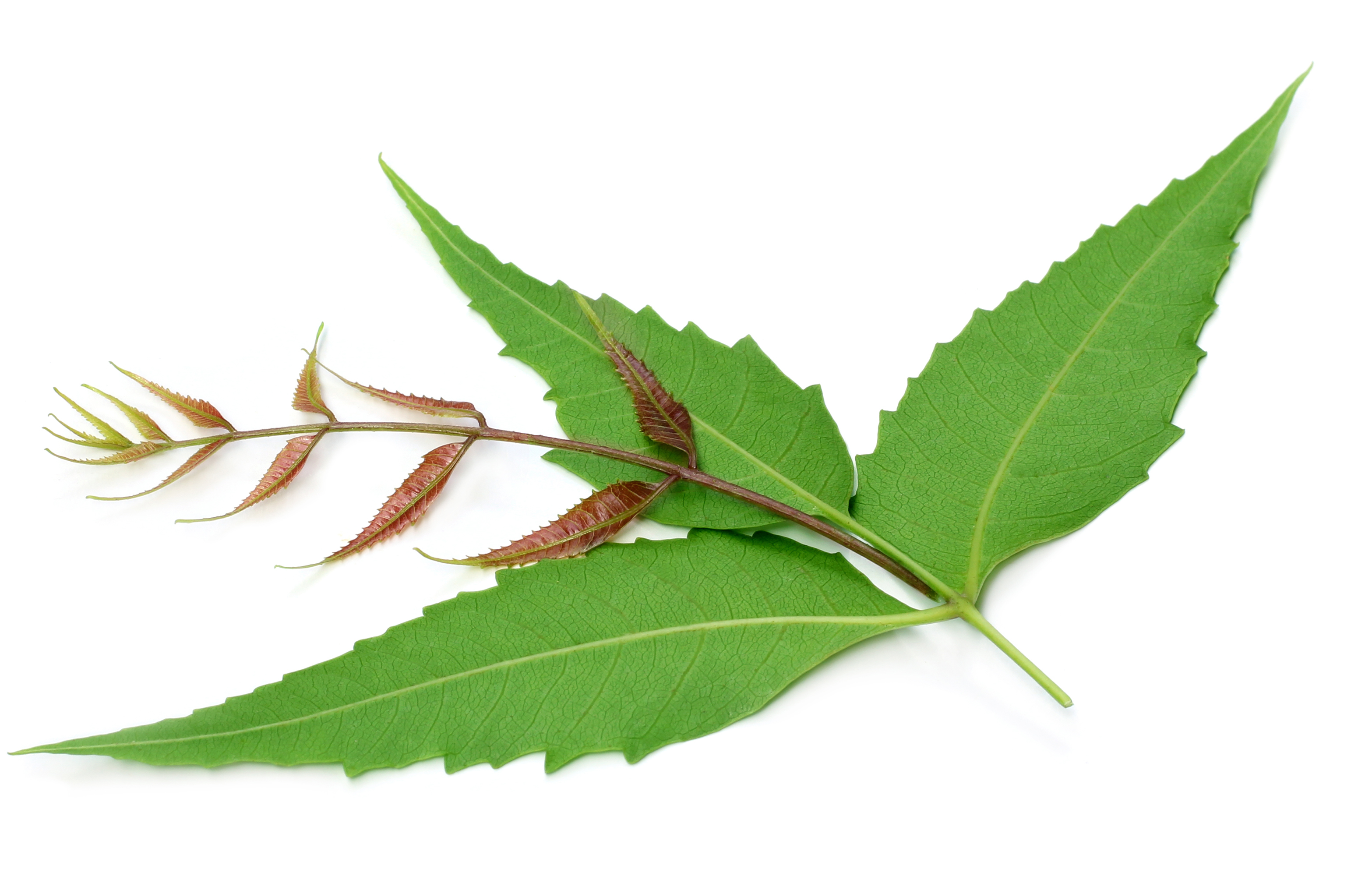 Neem Leaf Extract (Azadirachta indica)