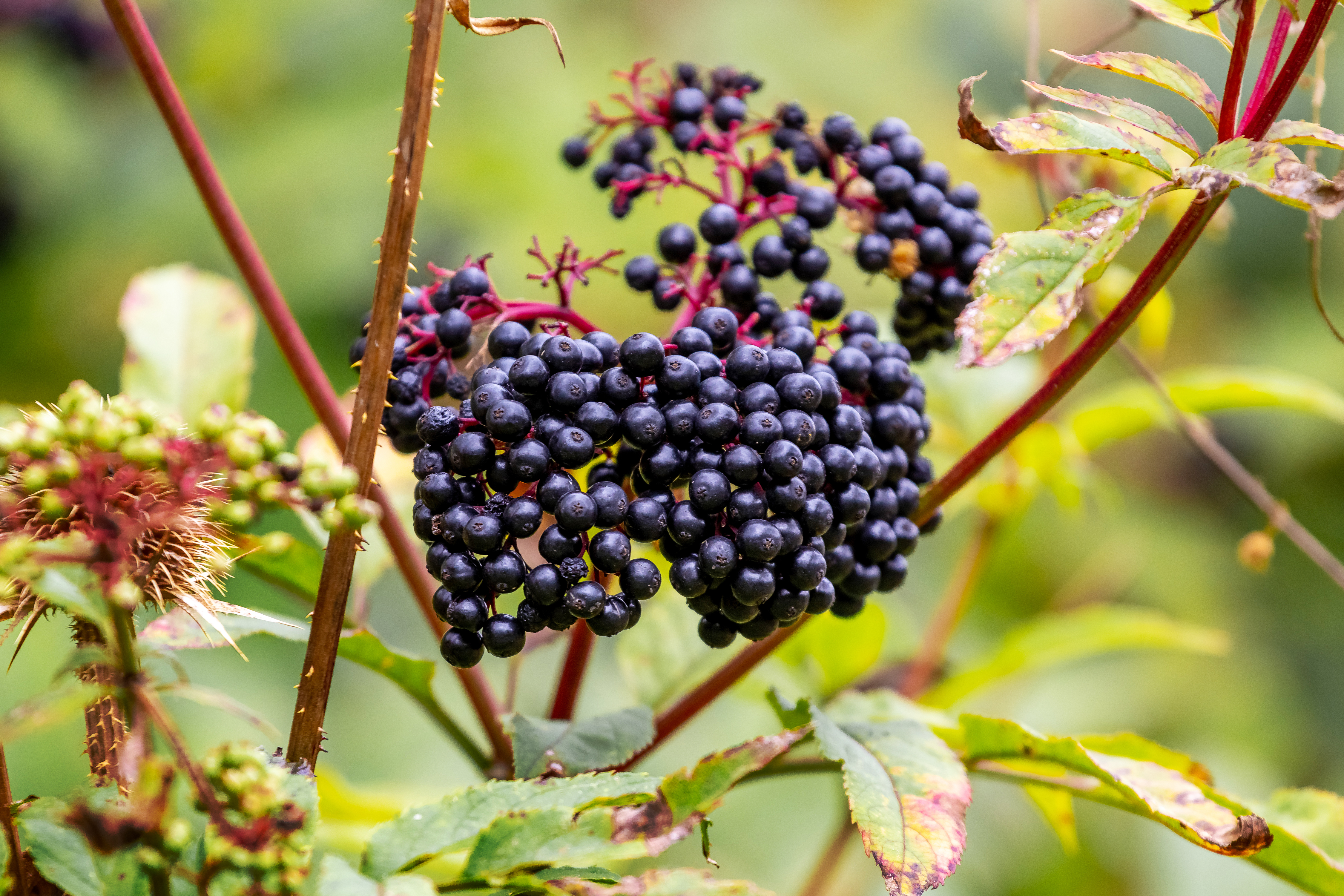 Elderberry Extract (Sambucus nigra)