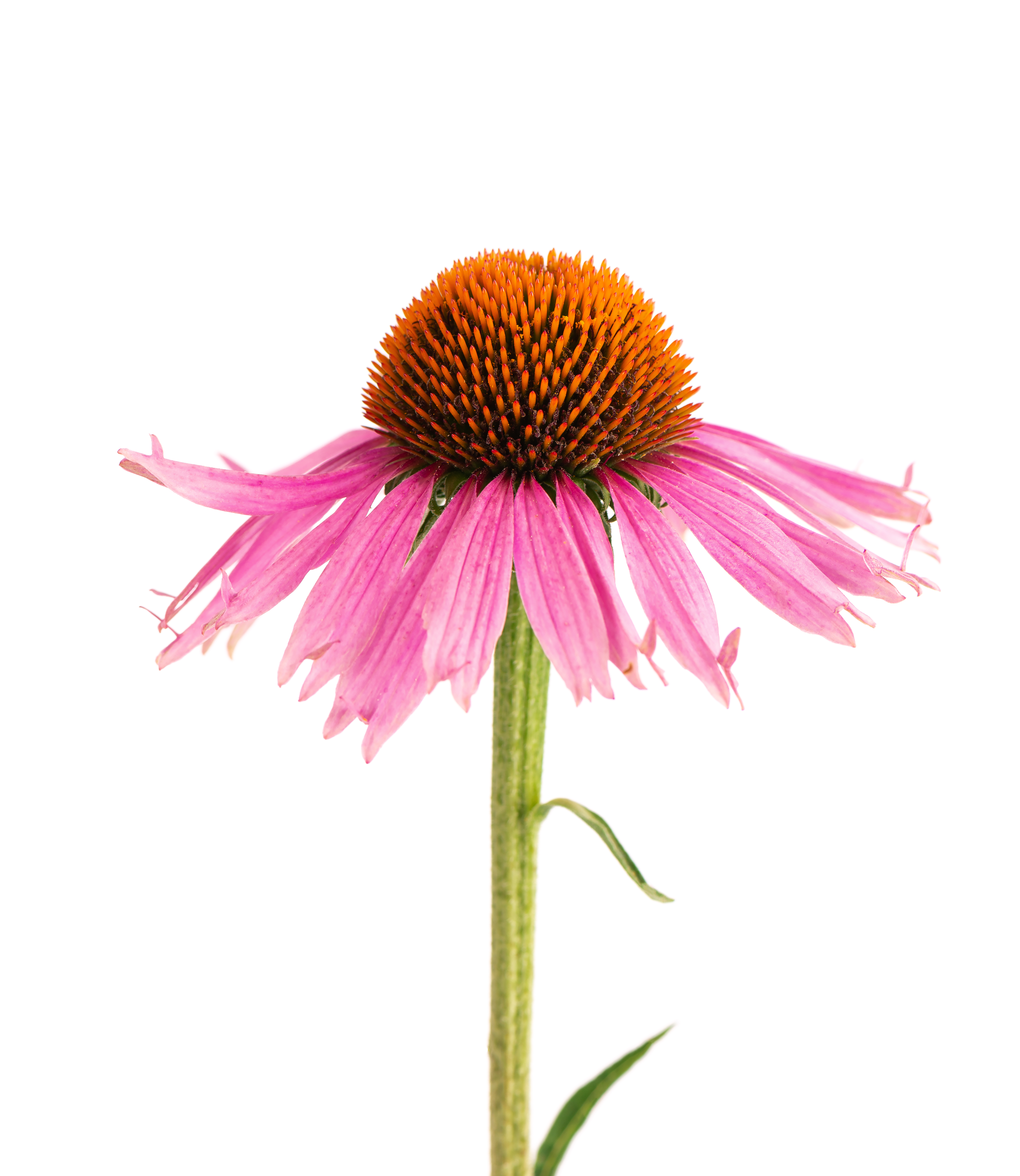 Echinacea Purpurea Extract