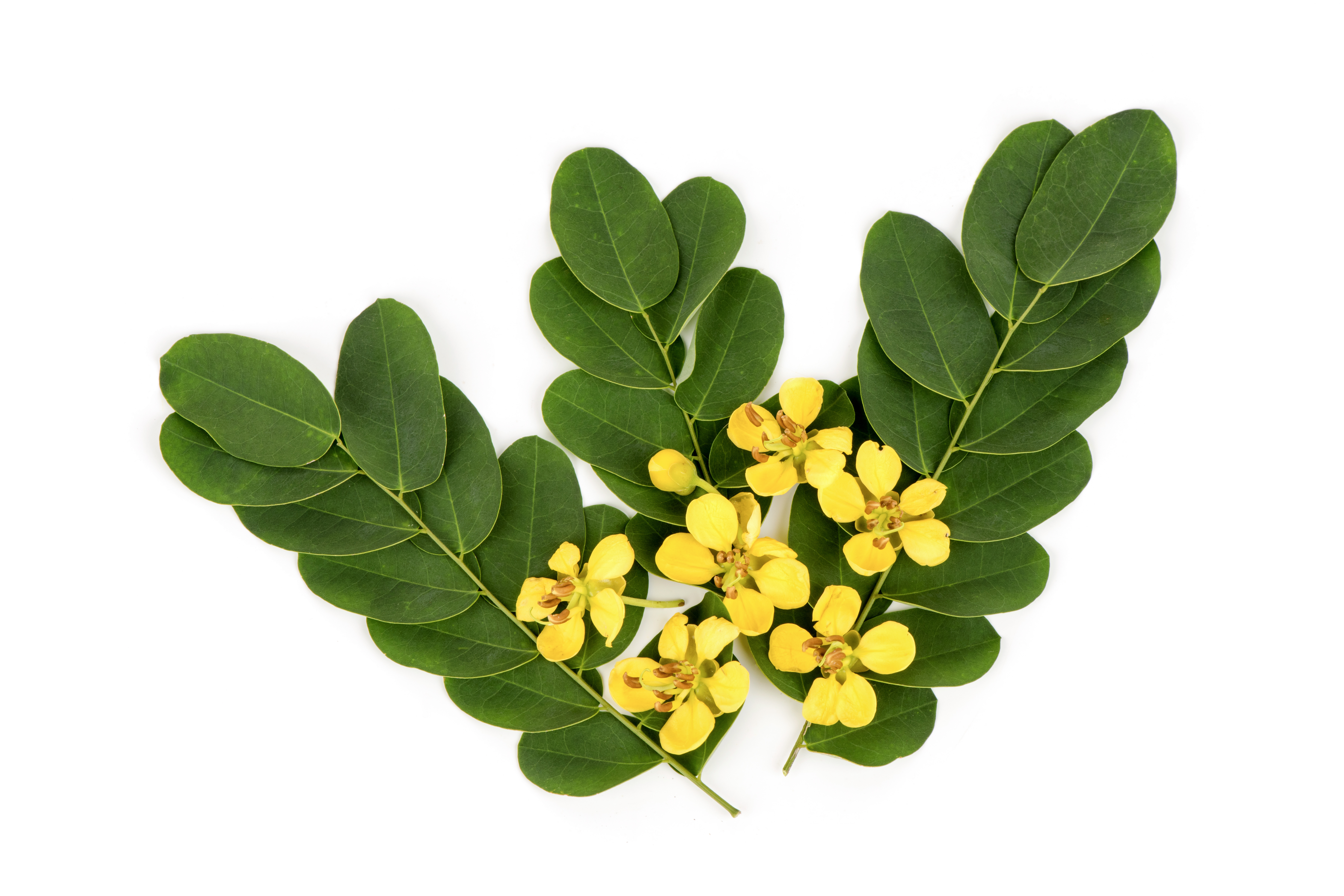 Senna Leaf Extract (Cassia angustifolia)