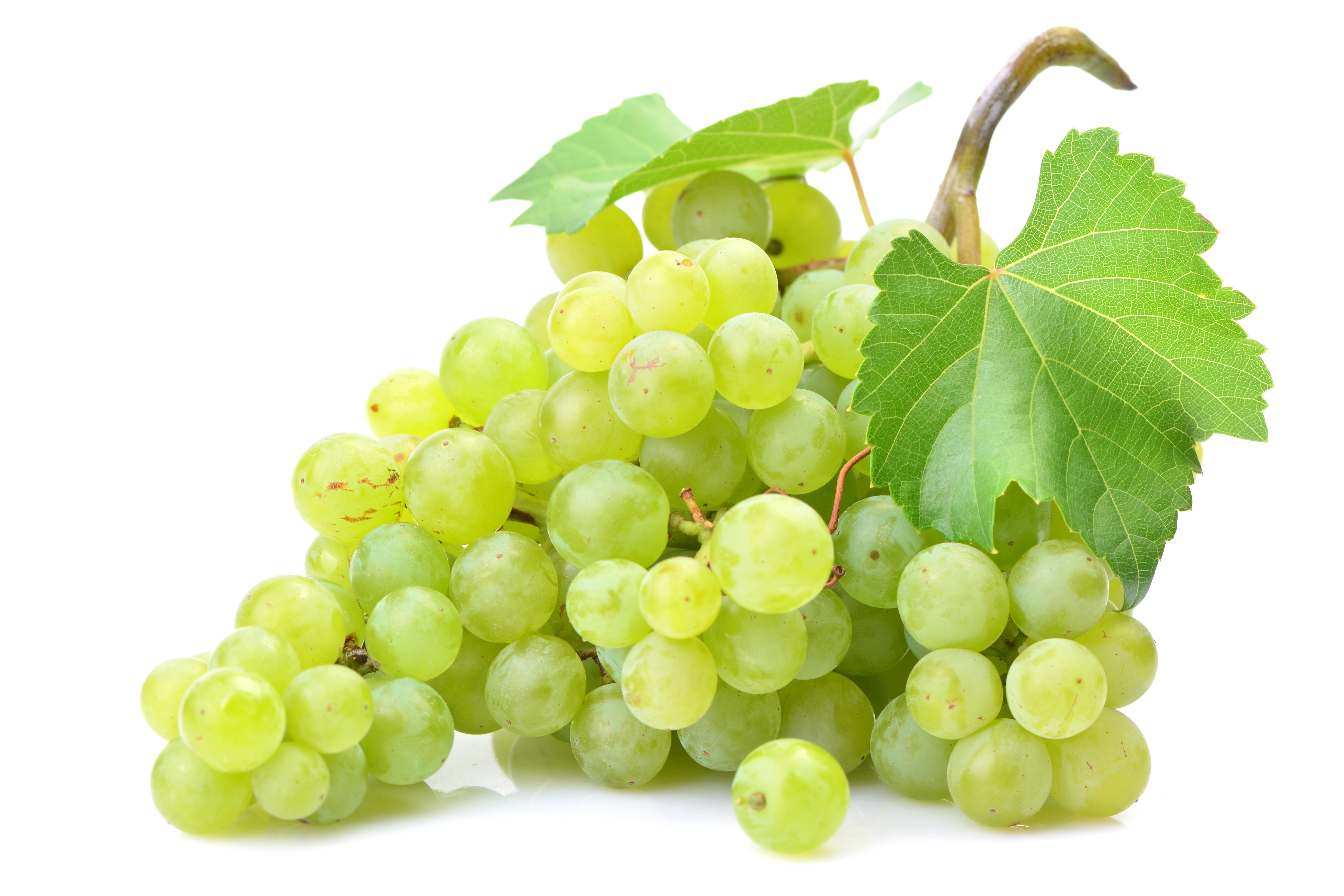 Grape Seed Extract (Vitis vinifera)