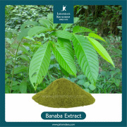 Banaba Leaves Extract