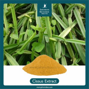 Cissus Quadrangularis Extract
