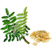 Boswellia - Raw Material | Extract