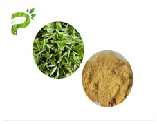 Instant Green Tea Extract Powder