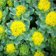Rhodiola Rosea Extract(CITES Available)