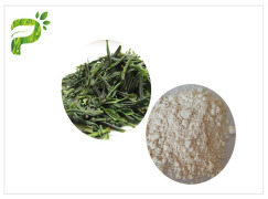 Green Tea Extract - EGCG