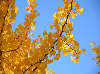 Ginkgo Biloba Extract