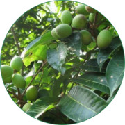 Olive Leaf Extract