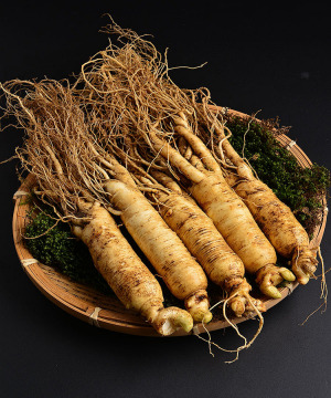 Panax Ginseng Extract