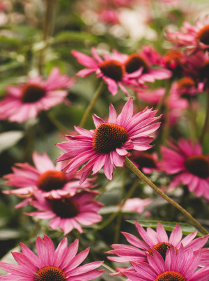 Echinacea Purpurea Extract