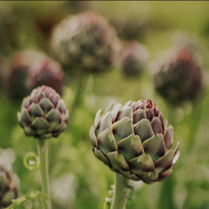 Artichoke Extract