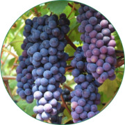 Grape Seed Extract