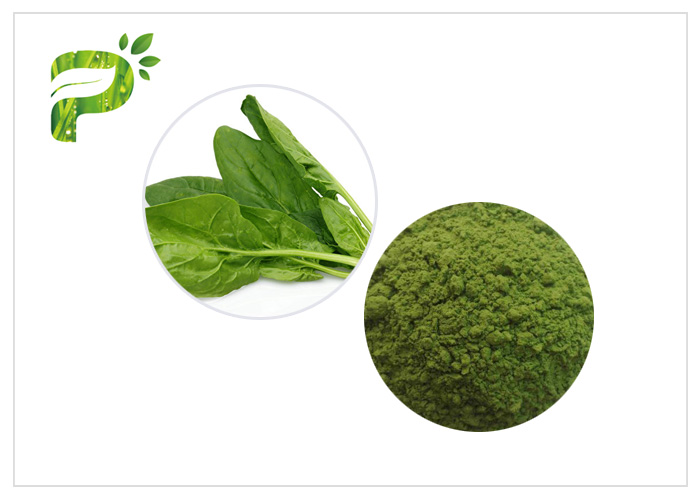 Spinach Leaf Extract Powder Shenyang Phytocare Ingredients Co.,Ltd