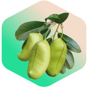 Nutr5HTP®  Griffonia Simplifolica Seed Extract(5-HTP) CAS No.:   4350-09-8