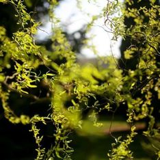 White Willow Bark Extract