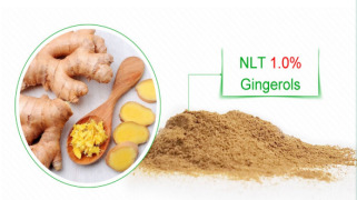 Ginger EXTRACT