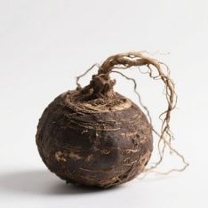 Maca Extract