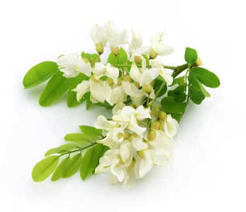 Sophora japonica Extract    Kaempferol/Quercetine/Rutin