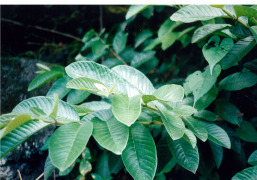 Guava Leaf Extract Powder