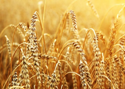 Starches & derivatives