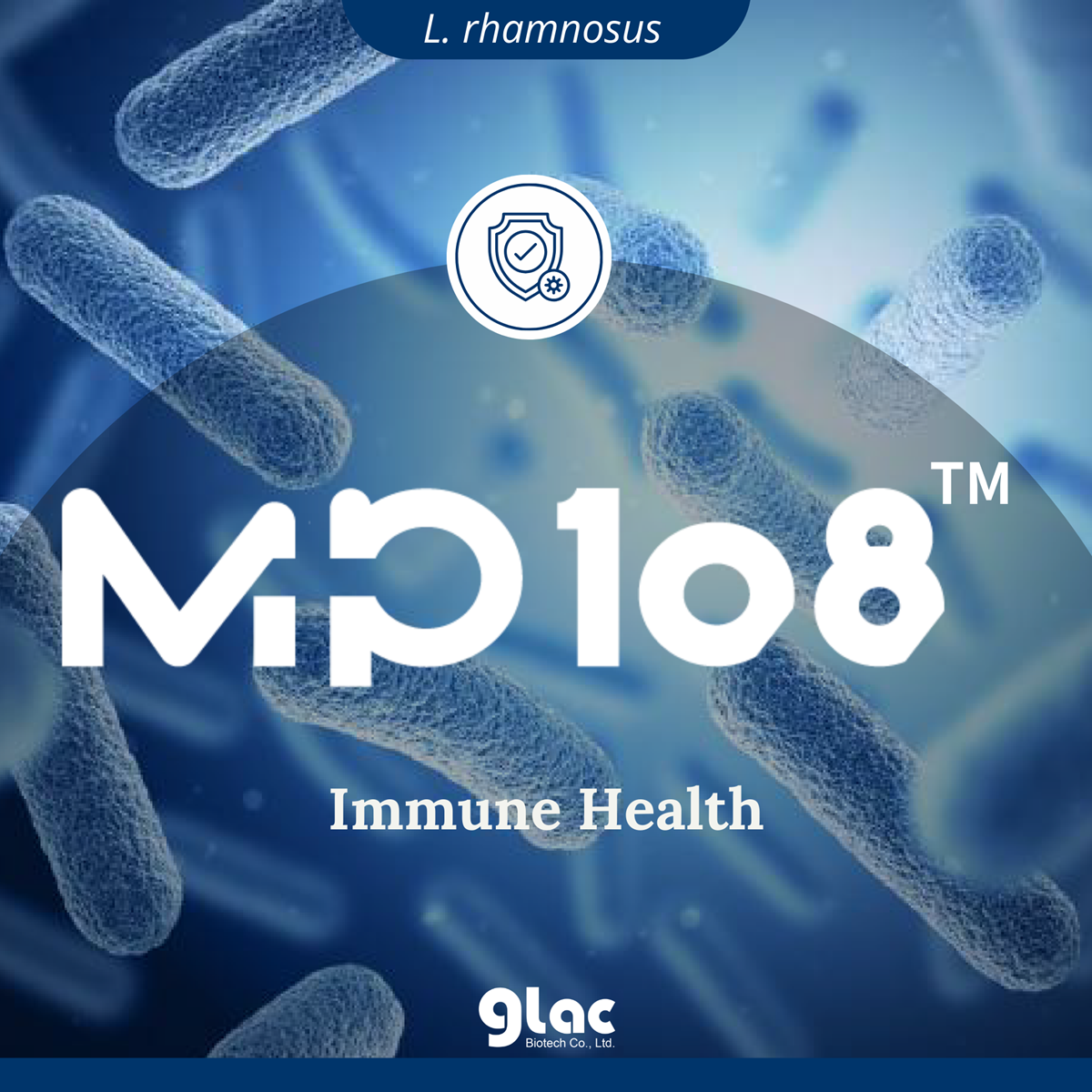Lactobacillus rhamnosus  MP108