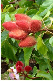 Annatto seeds