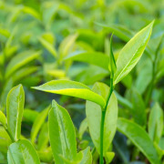 Green Tea Extract