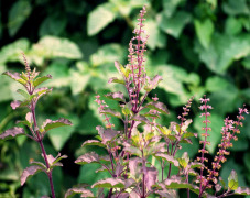 Tulsi Extract